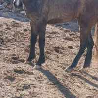 کره اسب مادیون ۸ماه