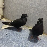 یجفت اشعال نروماده ۱۴پردم|پرنده|مسجد سلیمان, |دیوار