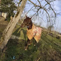 اسب کرد|اسب و تجهیزات اسبسواری|طاهرگوراب, |دیوار