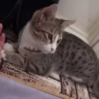 گربه در بلوار مهدیه سیلو حوالی مدرسه برنجی گمشده