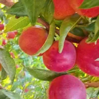 نیرو برای سردخونه و باغ میخوام فقط خانم