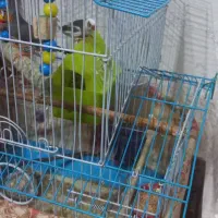 پرنده خوش آواز و فعال