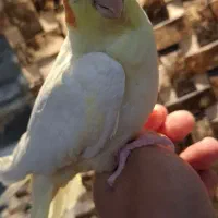 عروس هلندی لوتینو چشم شرابی نر