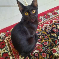 گربه خونگی ملوس