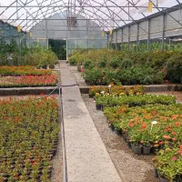 باغبانی حرفه ای -از مشاوره تا اجرای کامل|خدمات باغبانی و درختکاری|مشهد, سجاد شهر|دیوار