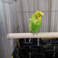 مرغ عشق