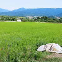 زمین شالیزاری