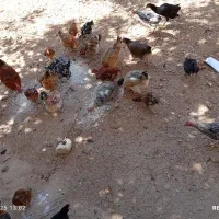 مرغ و خروس بومی مرغ های کاملا بومی و تخم گذار|حیوانات مزرعه|لردگان, |دیوار