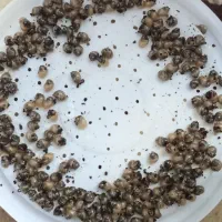 حلزون|خزنده|مراغه, |دیوار