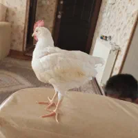 جوجه خروس