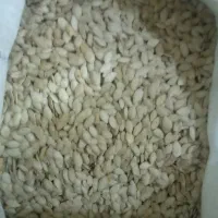 تخم کدو امسالی