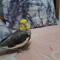 یک جفت عروس هلندی نرو ماده  سخنگو