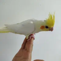 طوطی لتیونو سرلاکی