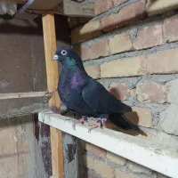 کبوتر گرفتنی|پرنده|ارومیه, |دیوار