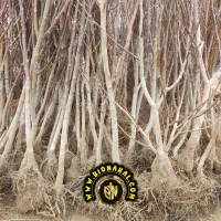 مجموعه نهالستان بیونهال B/N|خدمات باغبانی و درختکاری|کرمانشاه, |دیوار