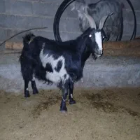 بز چاق جوان|حیوانات مزرعه|مرودشت, دولت آباد|دیوار