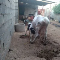 گاو و گوساله|حیوانات مزرعه|گتوند, |دیوار