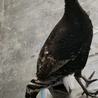 بقلمون کوردی