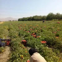 اکیپ‌ کارگری دارم  فقط کشاورزان تماس بگیرن