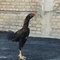 خروس لاری ۷ ماهه