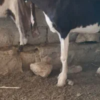 فروش بزکاموری وپاکستانی ادرس نزدیک اشکنان