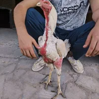 خروس لاری