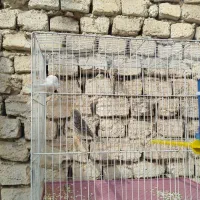 قناری  نر شلاقی و دوتا ماده|پرنده|خمینی‌شهر, |دیوار