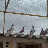 5 عدد نر درجه یک