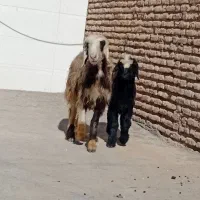 میش و بره|حیوانات مزرعه|گتوند, |دیوار