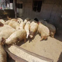 سی راس بره نر