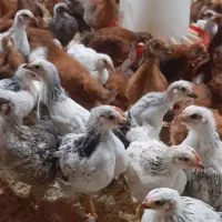 جوجه مرغ گلپایگانی ۵۳ روزه واکسیناسیون شده