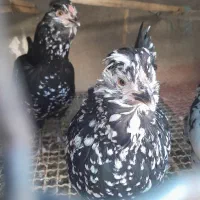 فروش تخم نطفه دار و جوجه|حیوانات مزرعه|زرندیه, |دیوار