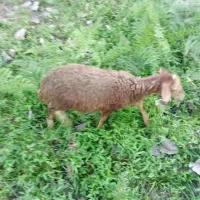 بره ماده