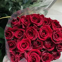 گل رز هلندی