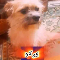 واگذاری رایگان