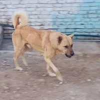 سگ نگهبان|سگ|رباطکریم, رباطکریم|دیوار