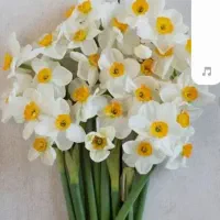 گل نرگس شیراز|گل و گیاه طبیعی|یزد, |دیوار