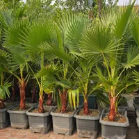 نخل تزئینی پالم و بنجامین بزرگ