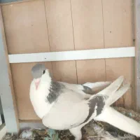 یک عدد ساده نباتی ماده