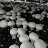 شیفت شب شرکت قارچ