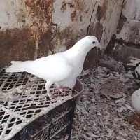 پتی والاماده یه جفت ترکیه ای