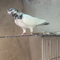 7عدد کفتر|پرنده|بندرعباس, |دیوار