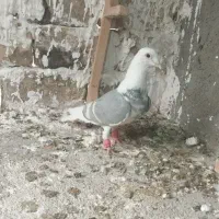 کفتر پشت کراف دو خط سفید نر پرشی|پرنده|رضویه, |دیوار