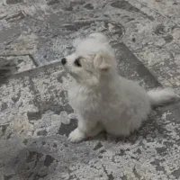 سگ پامرماده رایگان|سگ|دزفول, |دیوار