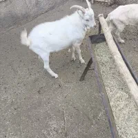 نر بز سانن