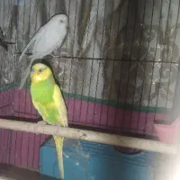 ۲ تا مرغ عشق نروماده|پرنده|محمدشهر, محمدشهر|دیوار