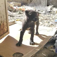 واگذاری سگ|سگ|سیرجان, |دیوار