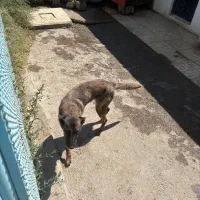 واگذاری سگ رایگان|سگ|تبریز, |دیوار