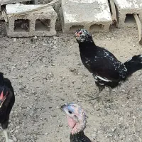 مرغ محلی|حیوانات مزرعه|کاکی, |دیوار