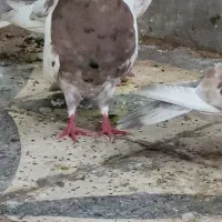 گرفتنی شب|پرنده|دزفول, |دیوار